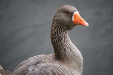 Goose
